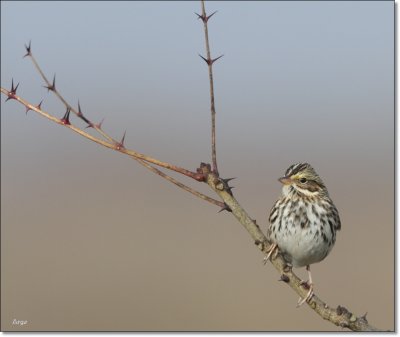 Savannah Sparrow