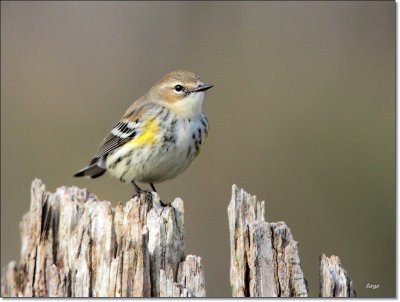 Yellow-rumped Warbler