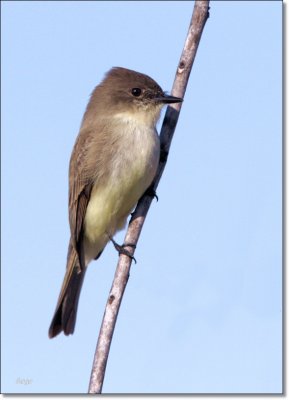 Eastern Phoebe