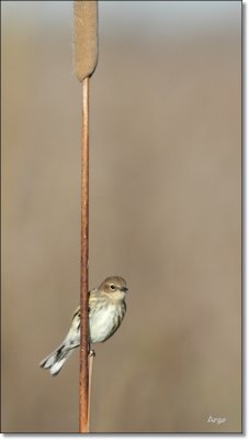 Yellow-rumped Warbler 