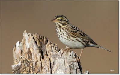 Savannah Sparrow 