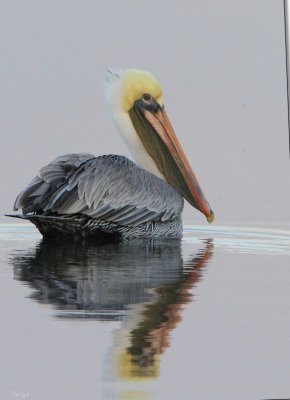 Brown Pelican