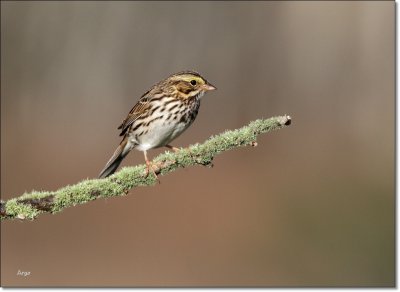 Savannah Sparrow 