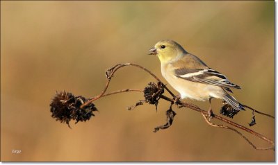 American Goldfinch 