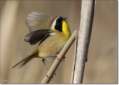 Common Yellowthroat 