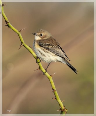 Yellow-rumped Warbler