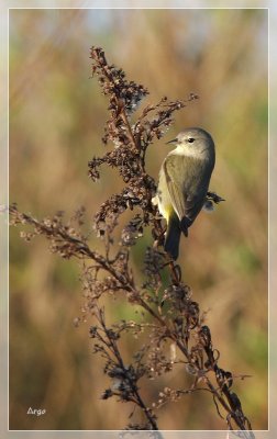 Orange-crowned Warbler