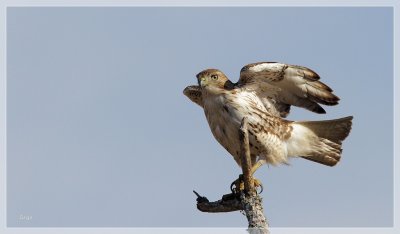 Red-tailed Hawk