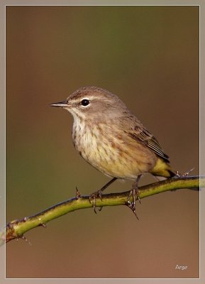 Palm Warbler