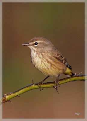 Palm Warbler 