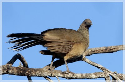 Plain Chachalaca 