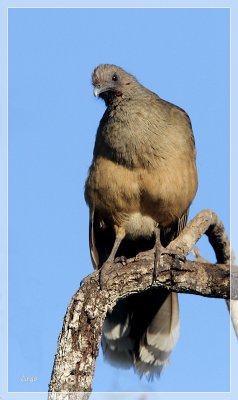 Plain Chachalaca 