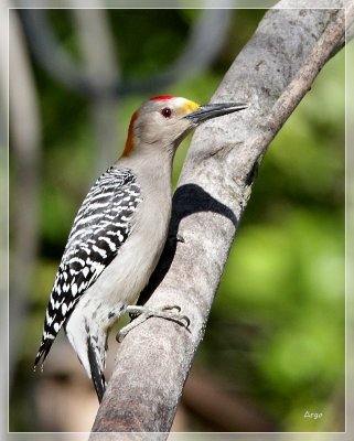 Golden Fronted Woodpecker