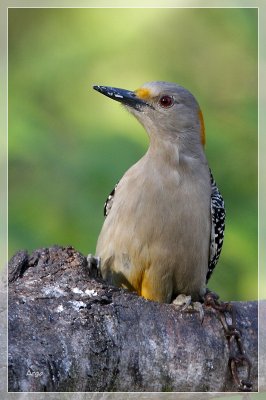 Golden Fronted Woodpecker 