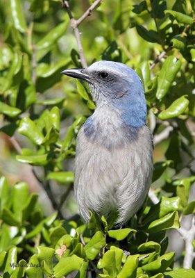 Scrub Jay