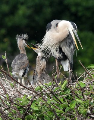 Great Blue Herons