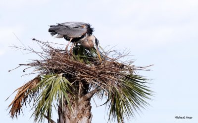 Great Blue Heron