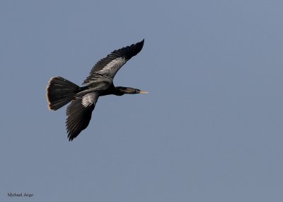 Anhinga