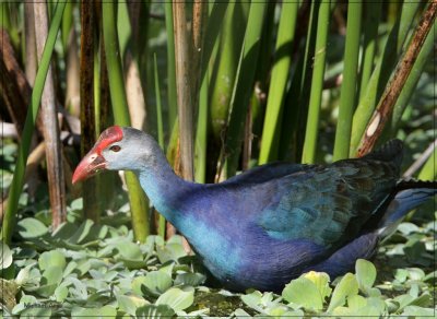 Purple Swamp-hen 