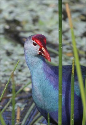 Purple Swamp-hen.