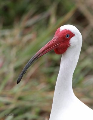 White Ibis