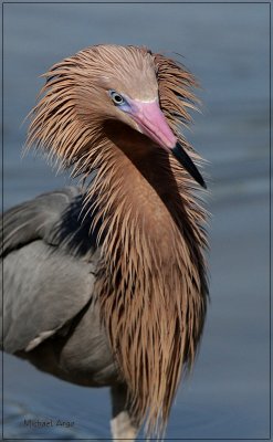 Reddish Egret