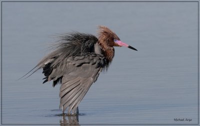 Reddish Egret