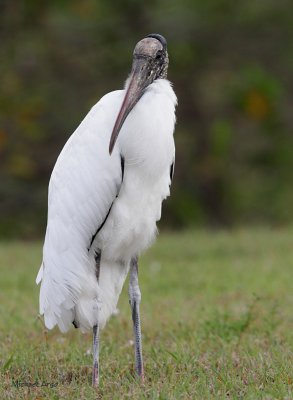 Woodstorks