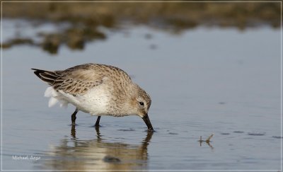 Sanderling