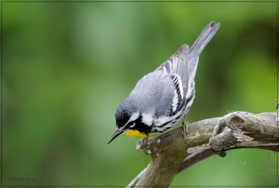 Yellow-throated Warbler