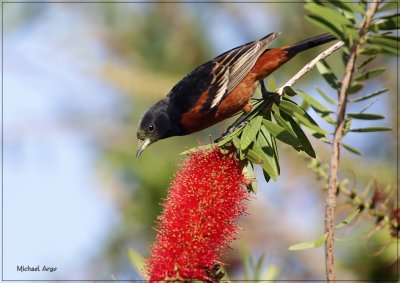 Orchard Oriole