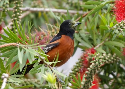 Orchard Oriole 