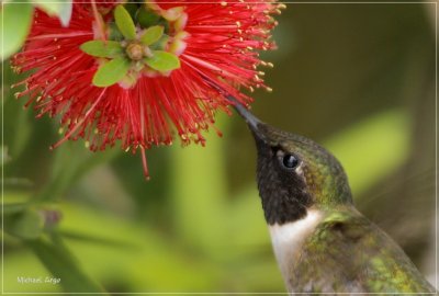Ruby-throated Hummingbird.