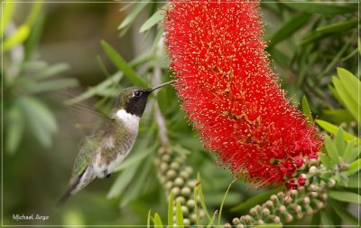 Ruby-throated Hummingbird