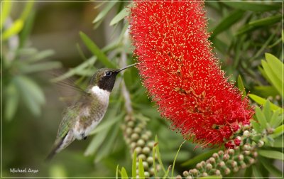 Ruby-throated Hummingbird 