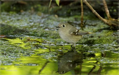 Ruby-crowned Kinglet