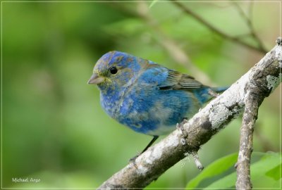 Indigo Bunting