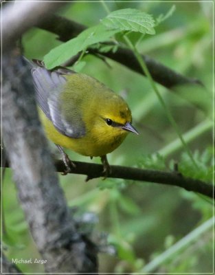 Blue-winged Warbler