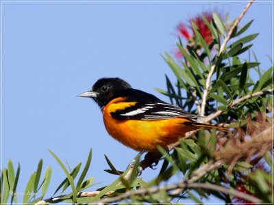 Baltimore Oriole