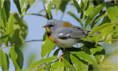 Northern Parula