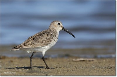 Dunlin