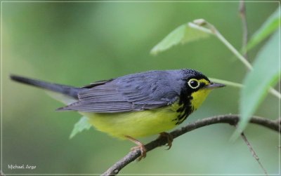 Canada Warbler