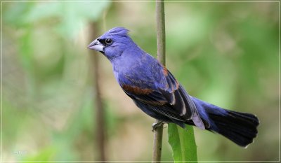 Blue Grosbeak 