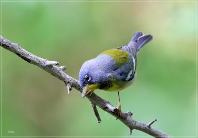 Northern Parula 