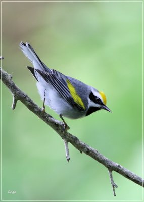 Gold-winged Warbler 