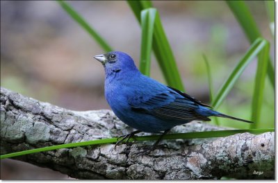 Indigo Bunting