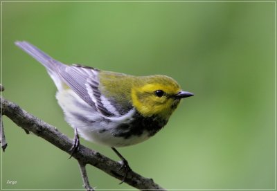 Black-throated Green Warbler