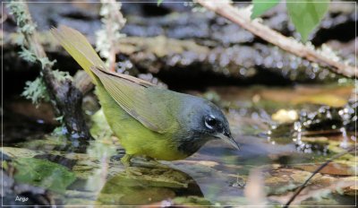 MacGillivrays Warbler 