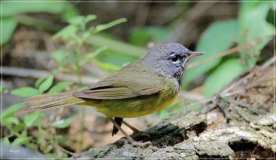 MacGillivrays Warbler 