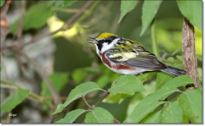 Chestnut-sided Warbler 2